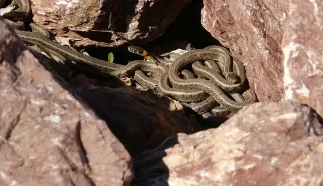 Burası Brezilya değil, Hakkari! Yılanlar her yeri sardı