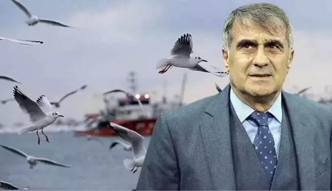 Şenol Güneş'in martılarla ilgili sözleri sonrası sosyal medya yıkıldı: Parti kursa yüzde 10 oy alır