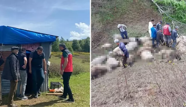 Ordu'da ayı saldırısında 73 koyun öldü