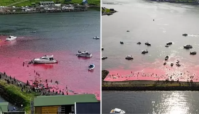 Yüzlerce balina öldürüldü! Faroe Adaları'ndaki kanlı avda denizin rengi kırmızıya döndü