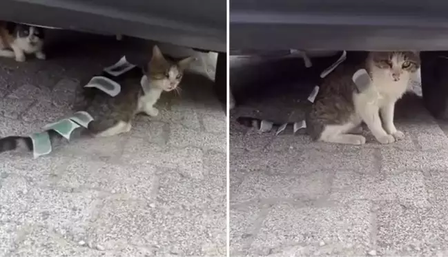 Bunu yapan insan olamaz! Sokak kedisine ağda bantlı işkence