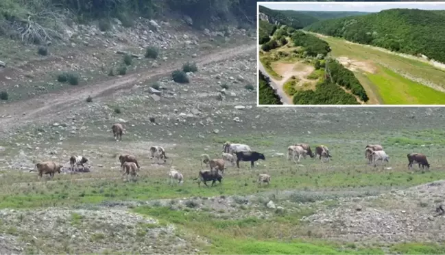 İstanbul'un suyunu sağlayan baraj kurudu! Otlarla kaplanıp, yeşil renge büründü