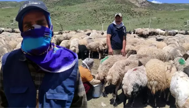 İranlı çoban Hakkari'de aylık 20 bin TL ücretle çalışıyor