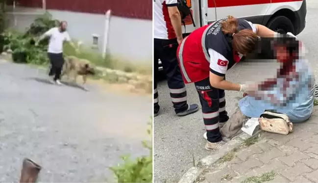 İstanbul'un göbeğinde saldırdığı kadını ağır yaralamıştı! Kangal cinsi köpeğin sahibi tutuklandı