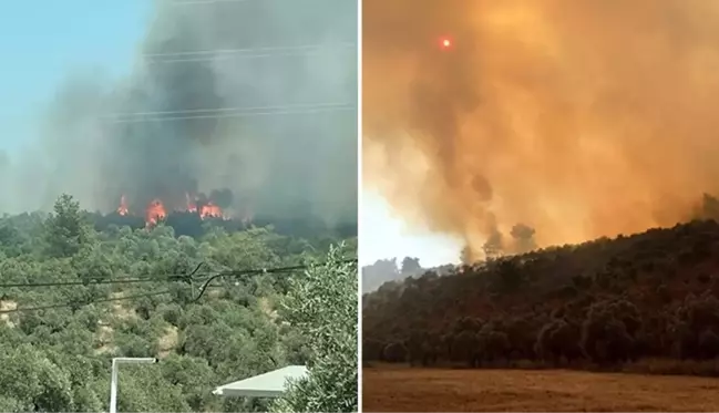 Bodrum'da orman yangını! Rüzgarın etkisiyle yayılan alevler büyük oranda kontrol altına alındı