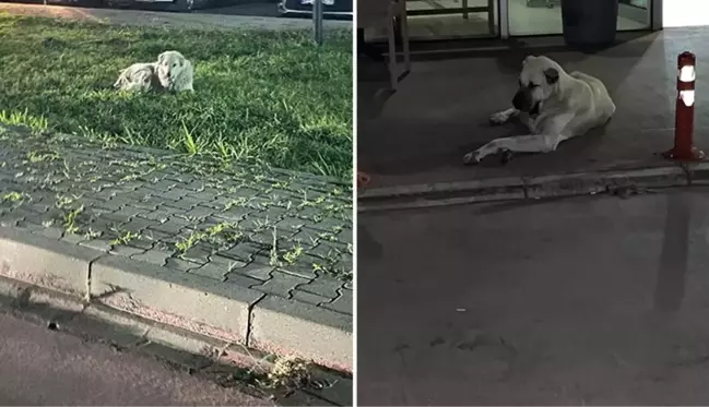 Başıboş sokak köpeği sorunu, Ayvalık sakinlerini isyan ettirdi! Her gün 3-4 vaka geliyor