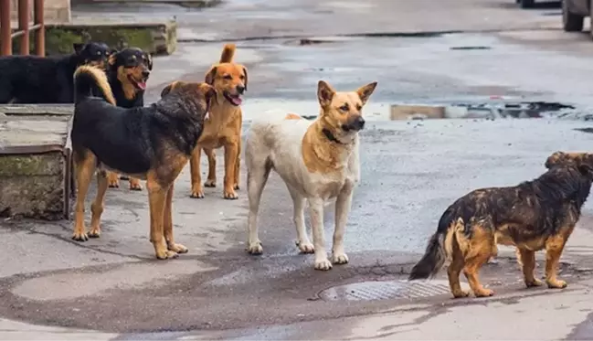 Başıboş köpeklere bağlı kuduz vakaları 2 yılda 3.5 kat arttı