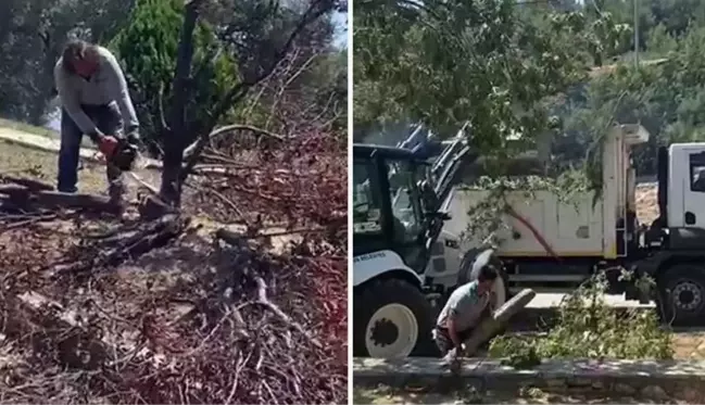 Bornova Belediyesi'nin zeytin ağacı kıyımına mahalle sakinlerinden tepki