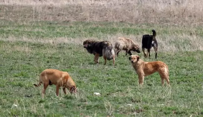 Sahipsiz köpeklerin saldırısına uğrayan emekli profesör hukuk mücadelesini kazandı!