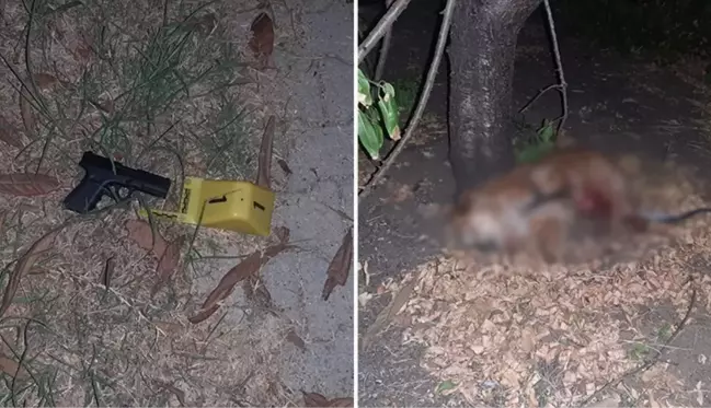 Kirayı artırmak isteyen ev sahibi, kiracısını bıçaklayıp köpeğini öldürdü