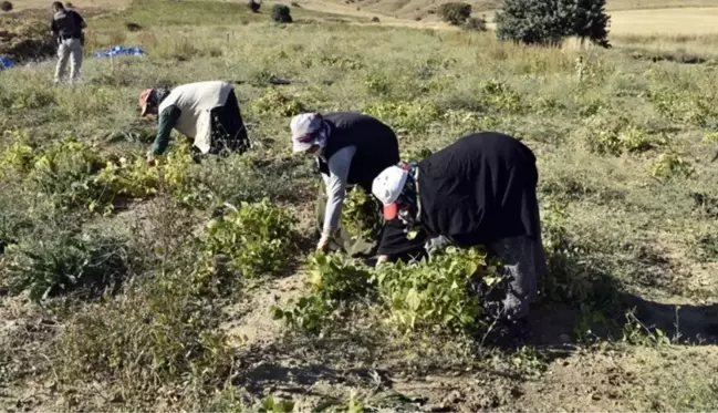 Üretimin yüzde 80 düştüğü Köse fasulyesinin fiyatı 200 TL'ye kadar çıktı