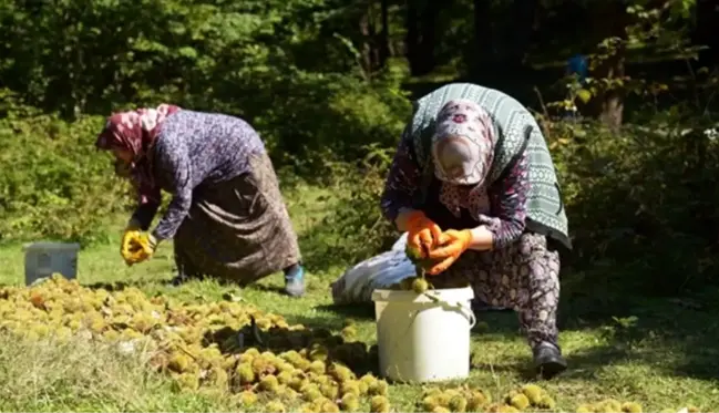 Erfelek'te kestane hasadına başlandı! Kilo fiyatı 300 TL'ye kadar çıkıyor