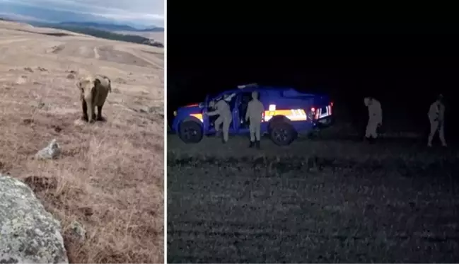 Ardahan'da çobanın fotoğrafı ortalığı karıştırdı! Jandarma ekipleri didik didik fil aradı