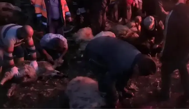 Yangından kurtulan koyunlar sahibinden kurtulamadı