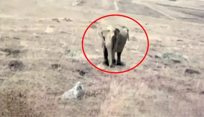 Ardahan'da fil görüldüğü iddia edilen köyün muhtarı da sessizliğini bozdu