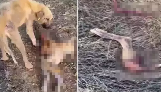 Dinar Belediyesi'nin barınağında aç kalan köpekler birbirini yedi