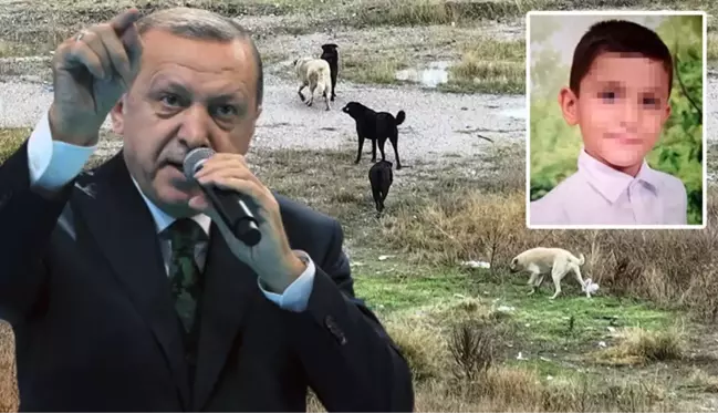 Ankara'daki vahşete sessiz kalamadı! Cumhurbaşkanı Erdoğan'dan sokak köpekleri mesajı: Bu sorunu mutlaka çözeceğiz