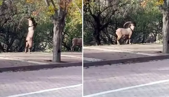 Görüntü Tunceli'den! Nesli tükenmekte olan hayvan şehre kadar indi