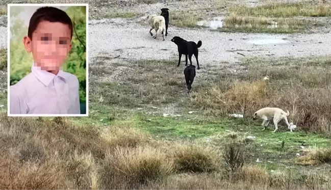 Başıboş köpeklerin saldırısına uğrayan Tunahan Yılmaz'ın durumu iyiye gidiyor: Bana 'Baba' dedi, dünya benim oldu