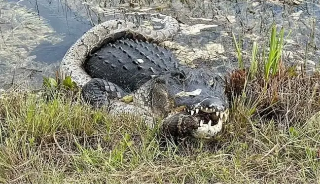 Florida'da dev timsah piton yılanını parçaladı