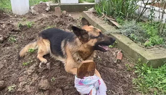 52 gün önce ölen sahibinin mezarından ayrılmıyor