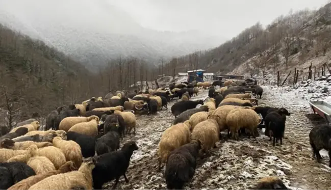 Artvin'de küçükbaş hayvanlarda çiçek hastalığı alarmı