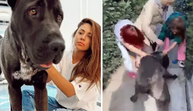 Fenomen Banu Parlak'ın köpeği komşusunun köpeğini öldürdü