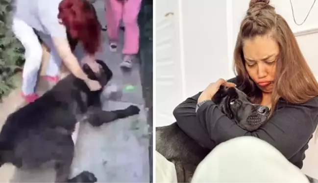 Köpeği, başka bir köpeği öldüren Banu Parlak'tan açıklama: Oyun oynamak için yanına gitti