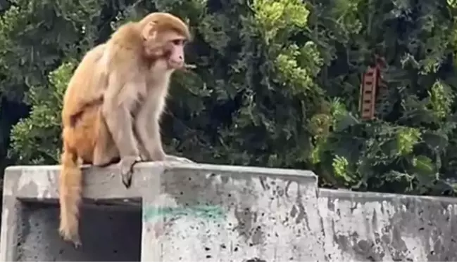 İstanbul'da firari maymun görenleri şaşkına çevirdi