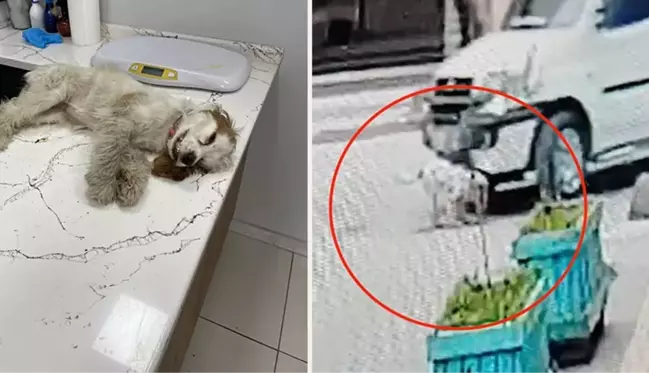 17 yaşındaki ehliyetsiz sürücü köpeği ezip kaçtı