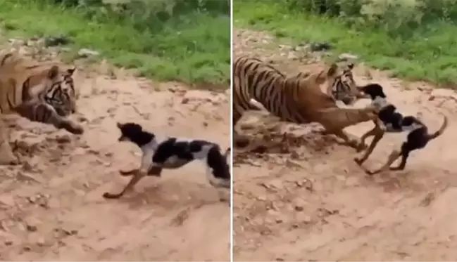 Kaplana kafa tutan köpek hayatının hatasını yaptı! Saniyeler içinde can verdi