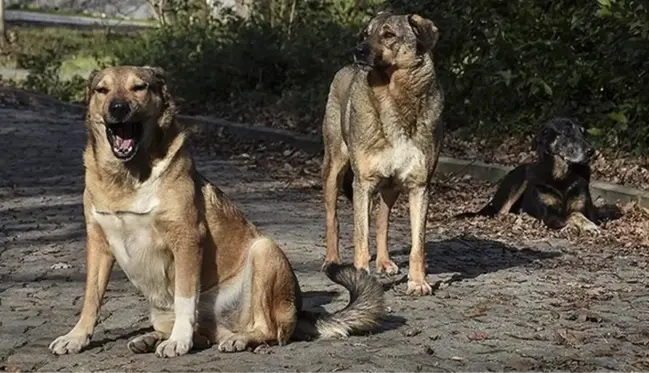 AK Partili Güler: Kuduz tehlikesi olan hayvanlar uyutulacak