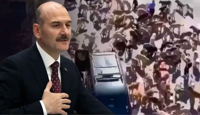 İletişim Başkanlığı: Süleyman Soylu'nun sokak hayvanları düzenlemesine karşı çıktığı iddiası doğru değildir