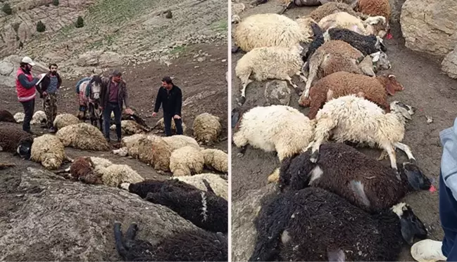 Van'da kurtlar yayladaki sürüye saldırdı: 100 koyun telef oldu