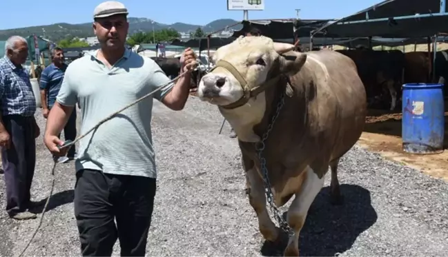 Tamı tamına 1,5 ton! 'Toros Kaplanı' isimli boğa, pazara ayak basar basmaz satıldı