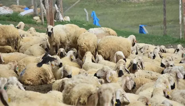 40 bin TL'ye çoban bulamayan köylüler, hayvanlarını satmaya başladı