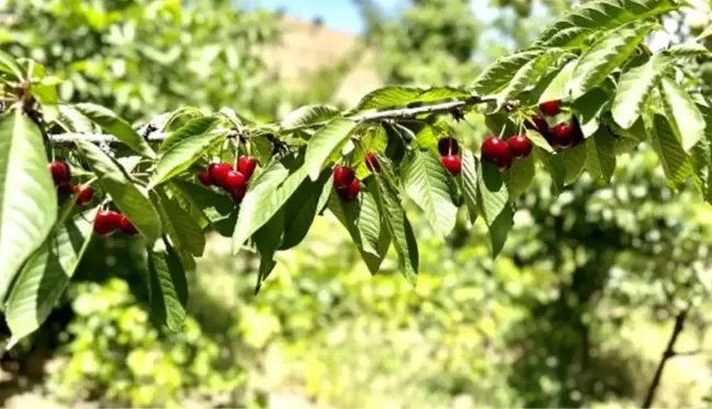 Kiraz üreticisi günlük 2 bin TL'ye işçi bulamıyor