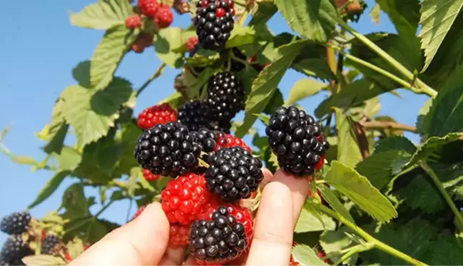 Siirt'te üretilen böğürtlenler dünyaya satılıyor