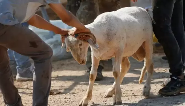 Kurban keserken kalp krizi geçiren kasap, elindeki bıçağın üzerine düşerek öldü