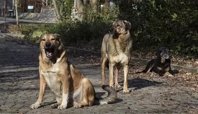 17 maddelik teklif TBMM Başkanlığı'na sunuldu! Sahipsiz saldırgan köpekler uyutulacak