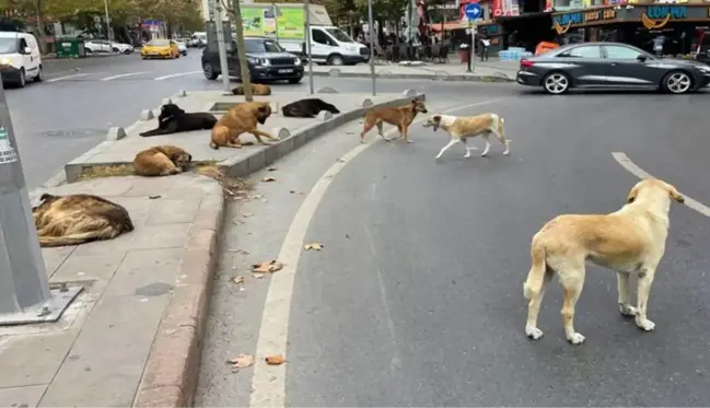 Sokak köpeklerine yönelik düzenlemede 