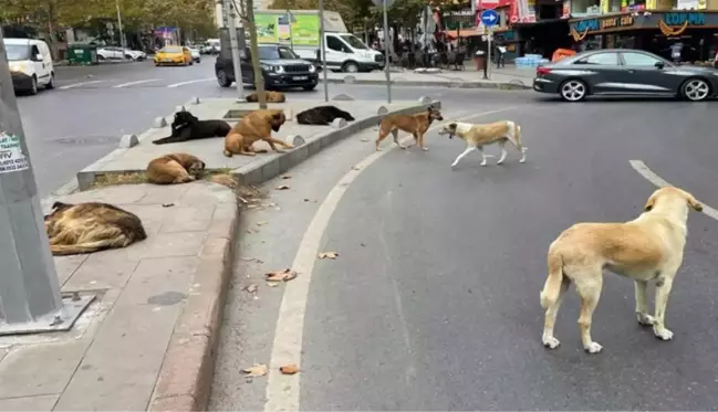 Sahipsiz sokak köpekleriyle ilgili kanun teklifi, TBMM Tarım, Orman ve Köyişleri Komisyonunda kabul edildi