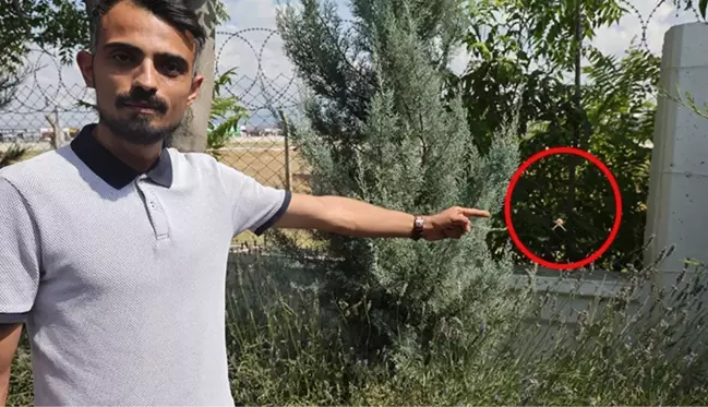 Dünyanın en zehirli örümceklerinden Loplu Örümcek Aksaray'da görüldü