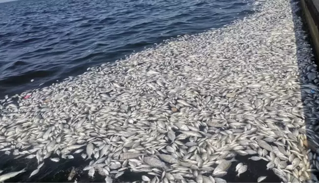 Kötü kokudan pencere açılmıyor! Binlerce ölü balığın karaya vurduğu körfezle ilgili harekete geçildi