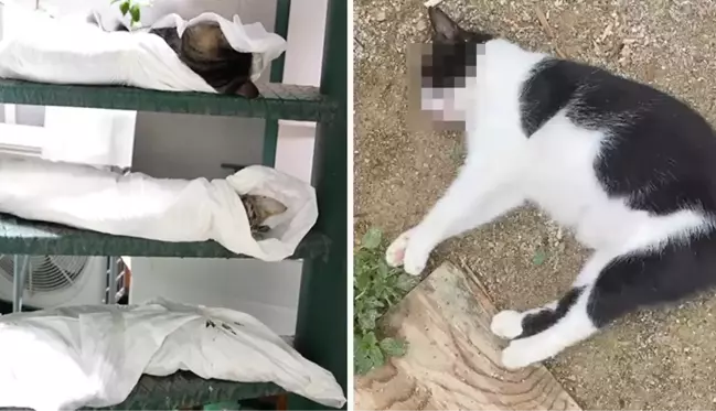 Kadıköy'de katliam! Onlarca kedi ve köpeği zehirleyerek öldürdüler