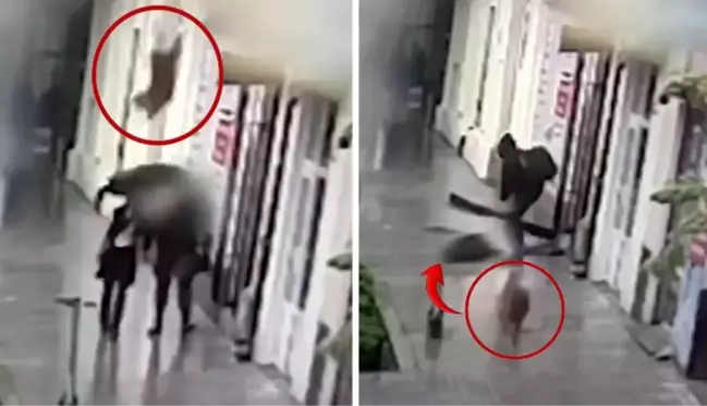 Yolda yürürken başına köpek düşen kadın ağır yaralandı