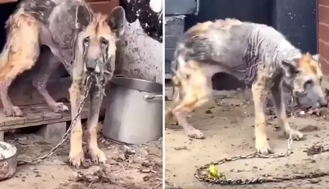 Sahiplerinin terk ettiği Alman kurdunun 12 haftada inanılmaz değişimi