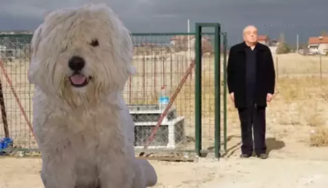 Ölen köpeği için arsa satın alıp, mezar yaptırdı