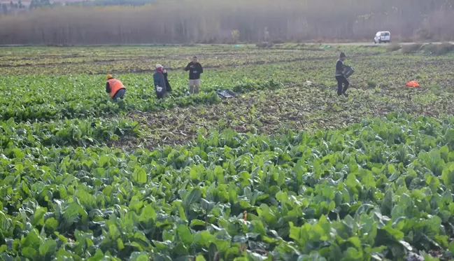 8 bin yıllık bahçede son hasat: Demeti 6 TL'den satılıyor