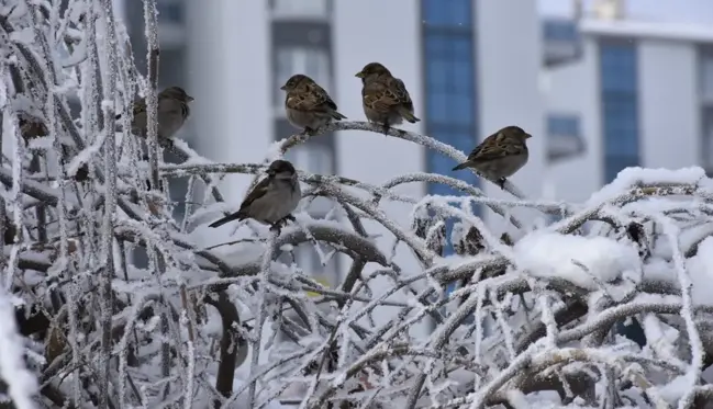 Sibirya soğuklarının etkili olduğu kentte termometreler eksi 23'te